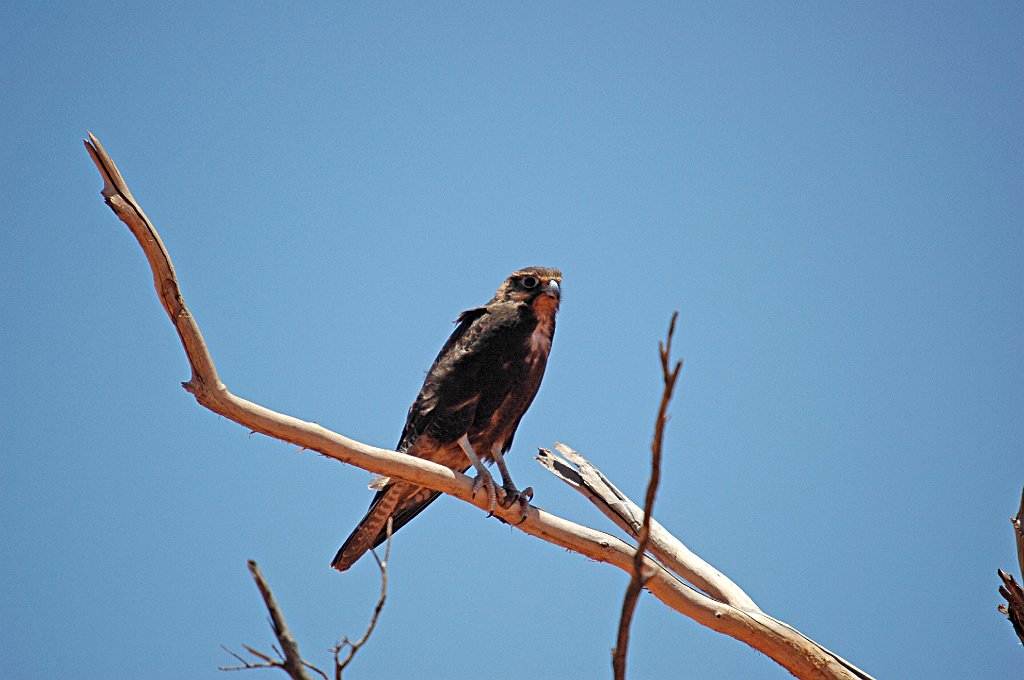 Hawk, Brown Falcon, 2007-12283100 On the road to Uluru, AU.JPG - Brown Falcon. On the road from Alice Springs to Uluru, AU, 12-28-2007